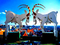 All about Poznan - Goats