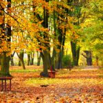 Autumn – What to do