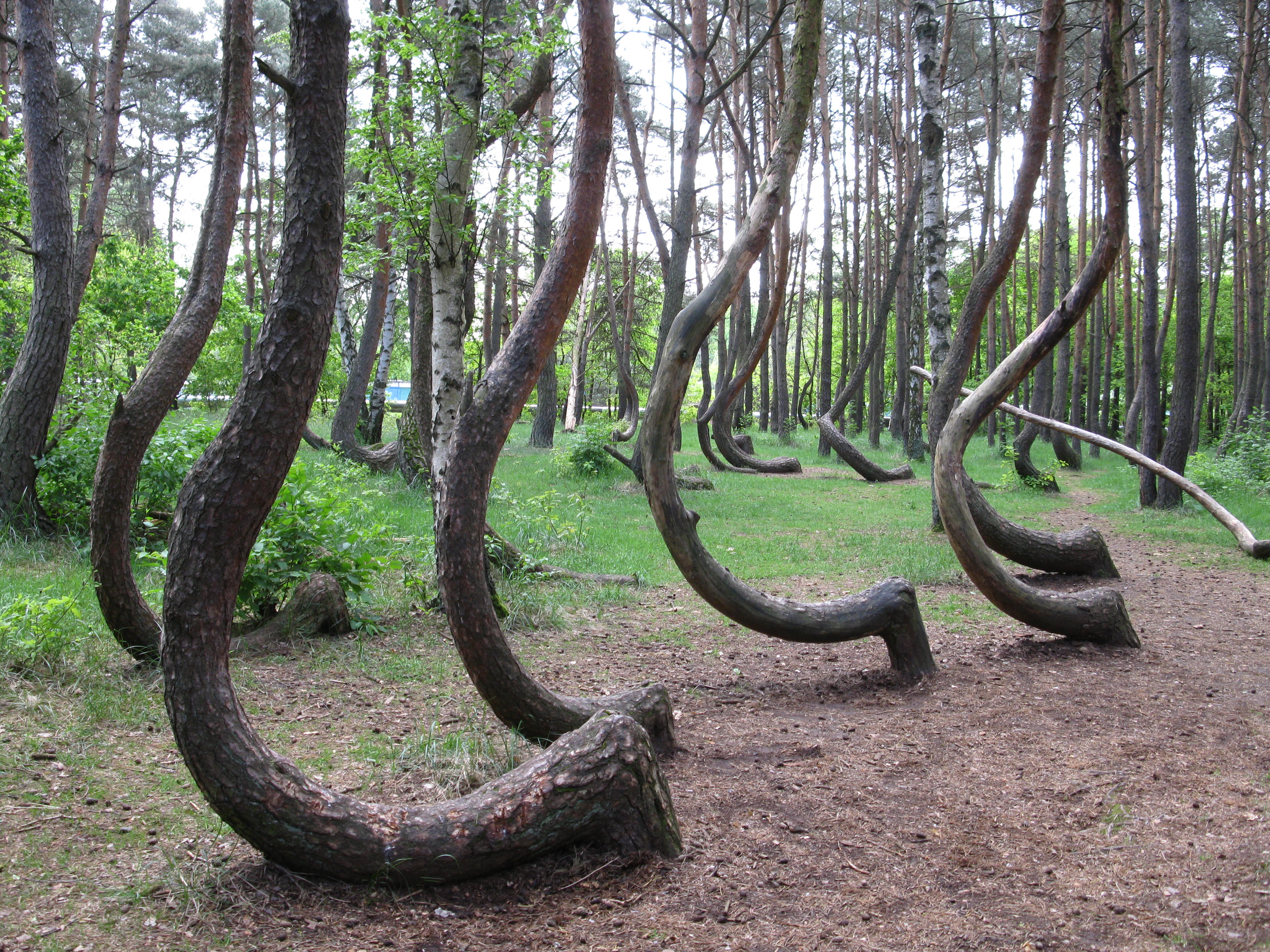 Crooked Forest