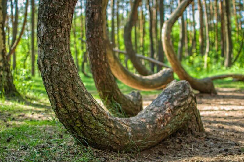 crooked forest