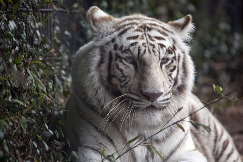 White Tiger ZOO